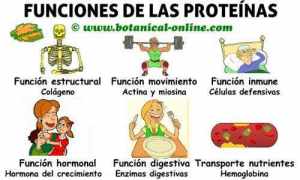 proteinas-funciones