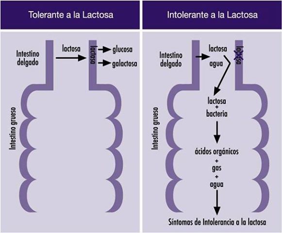 lactasa