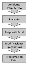 programacion-fetal