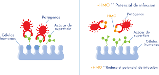 Efecto antiadhesivo de los HMO